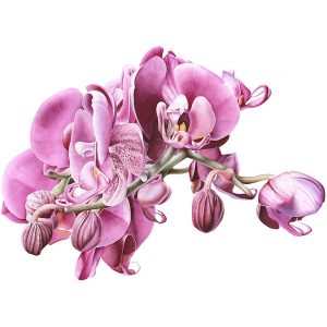 Botanical painting of a pnk orchid
