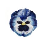 Pandemic Pansy I