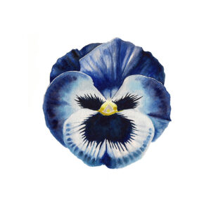Watercolour painting pansy by Ursula Romero Inky Leaves