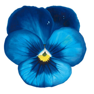 Pandemic Pansy Original