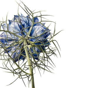 Limited edition Blue Flower square greetings card pack