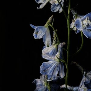 Consolida flower