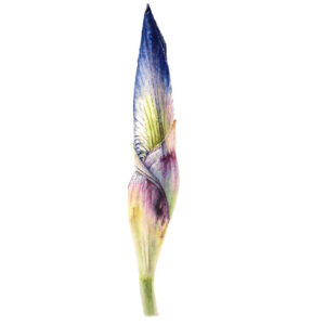 Botanical Painting of an Iris bud by Botanical painting by Úrsula Romero