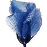 Valentine Hibiscus