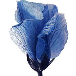 Watercolour paintings of a blue hibiscus flower by Ursula Romero (Inky Leaves)