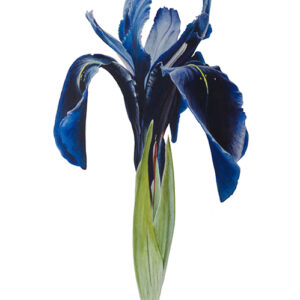 Watercolour painting of a Blue Iris painted by Ursula Romero (Inky Leaves)