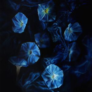 Morning Glory flowers painted by Ursula Romero