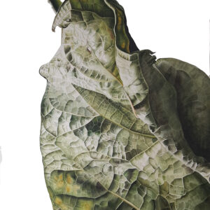 Catalpa Leaf by Ursula Romero (Inky Leaves)