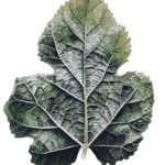 Leaf 130820221140