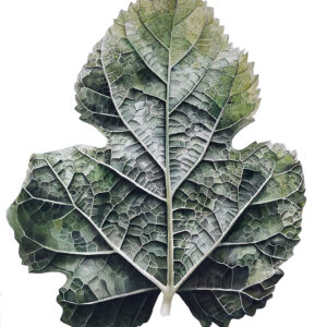 Mulberry Leaf painted in Watercolour by Ursula Romero (Inky Leaves)