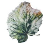 Leaf 251120251632