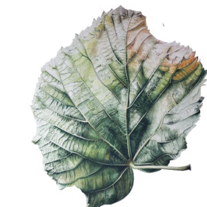 Watercolour painting of a mulberry leaf by Ursula Romero (Inky Leaves)